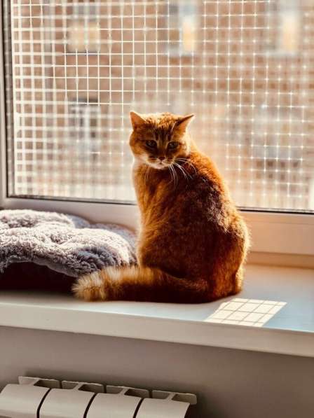 Рыжая красотка с характером срочно ищет дом! в Москве фото 7