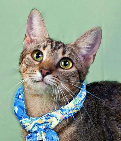 подросток Тигра очень хочет домой! в Санкт-Петербурге