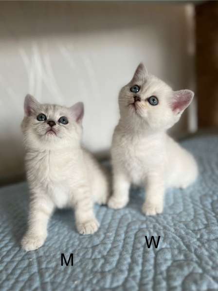 Reinrassige BKH Kitten mit blauen Augen в фото 12