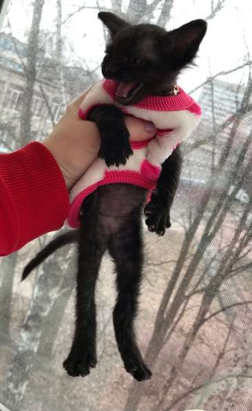 Элитный Девон-Рекс. Кудрявый лесной в Санкт-Петербурге фото 29