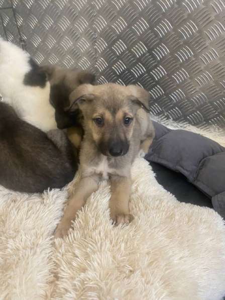 7 очаровательных щенят в дар в Москве фото 3