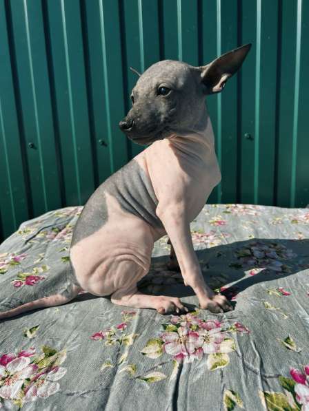 Американский голый терьер в Москве фото 4