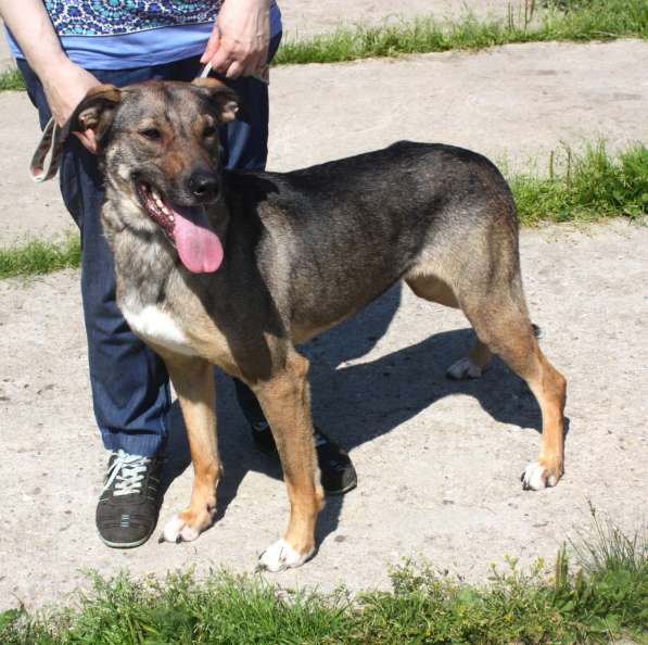 Ласковая, добрая, жизнерадостная, умненькая собака Стеша ище в Москве фото 3