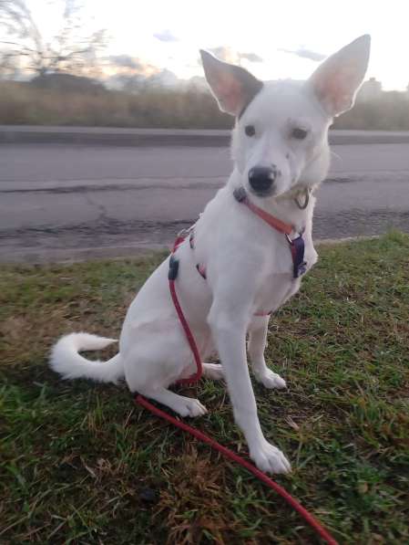 Красивая собачка ищет дом в Санкт-Петербурге фото 6