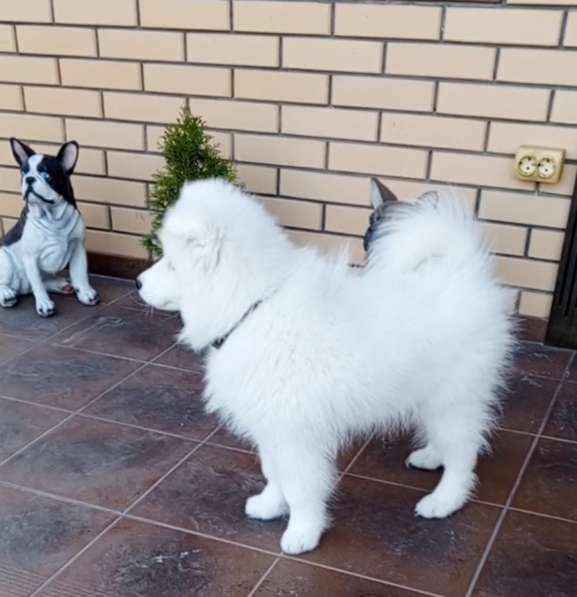 Самоед. Boy в 