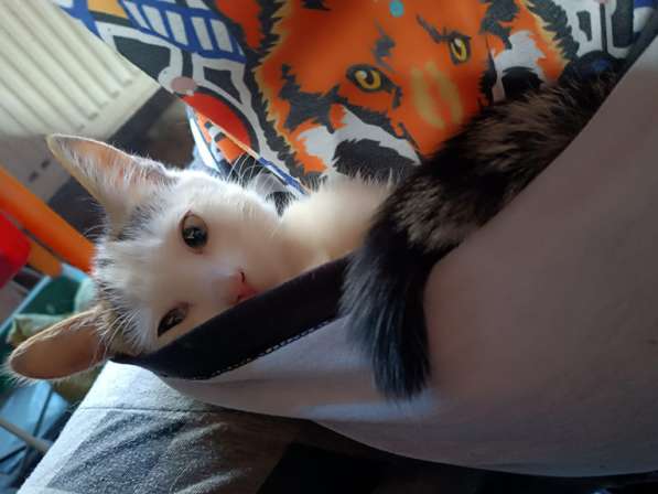 Котёнка ищет дом для создания уюта в Москве фото 6