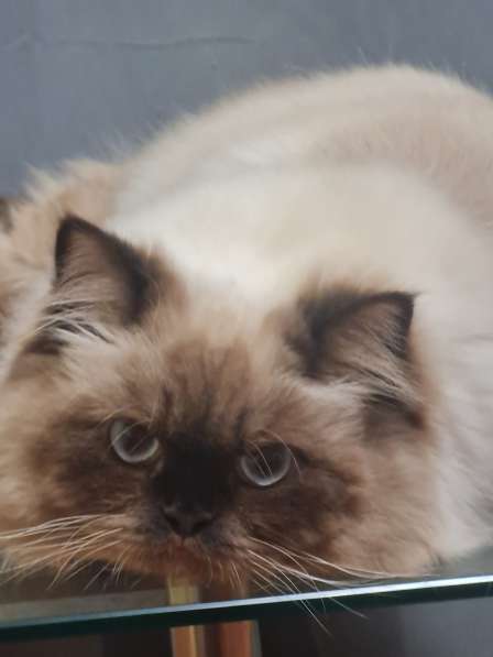 Гималайский котик в 