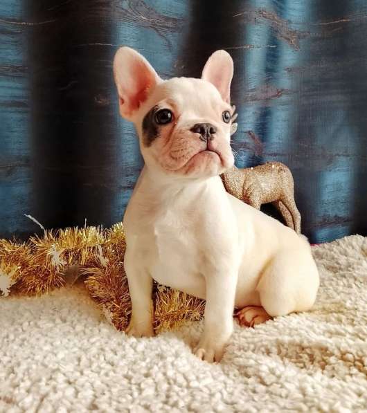 Французский бульдог в Уссурийске фото 4