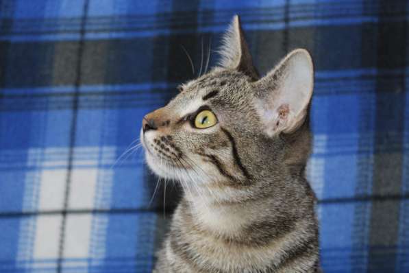 Котенок Рыся ищет дом в Москве