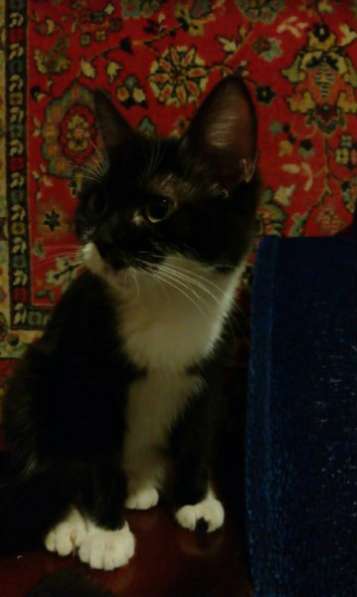 Отдам даром Маленький подкидыш в Санкт-Петербурге