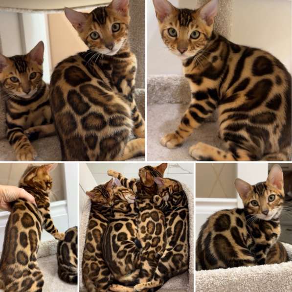 Бенгальские котята в Москве фото 9