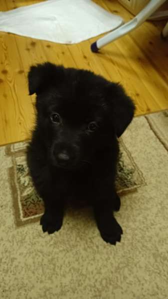 Немецкая Овчарка