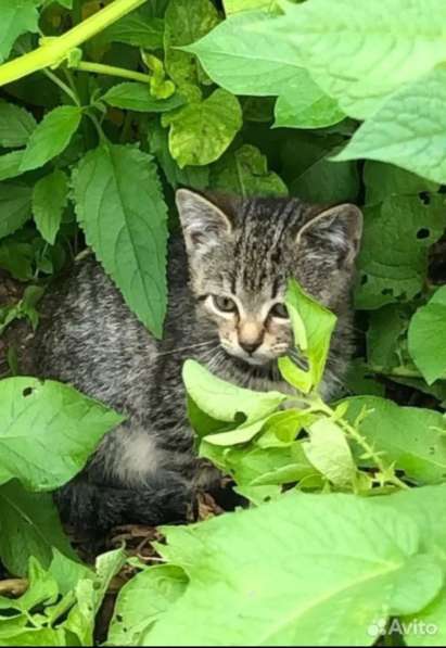 Шпротик в Санкт-Петербурге фото 3