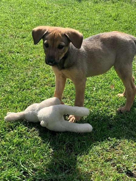 Ласковые бархатные щеночки в Санкт-Петербурге фото 9