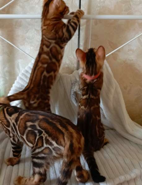 Бенгальские котята в Лобне фото 4