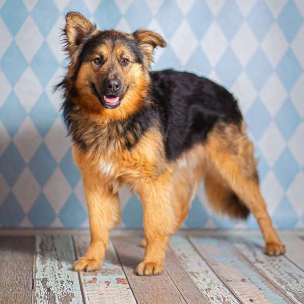 Пушистый большой добряк Большой в добрые руки в Москве