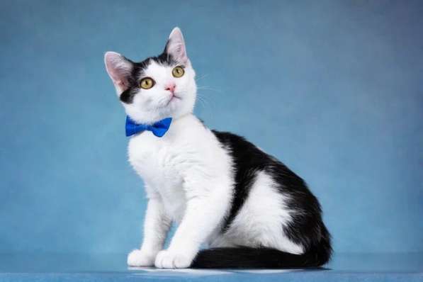 Милый котенок Пончик в добрые руки в Москве фото 3