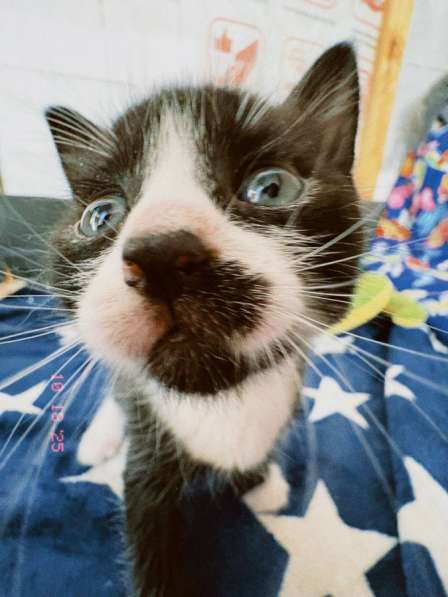 Котята в добрые руки в Санкт-Петербурге