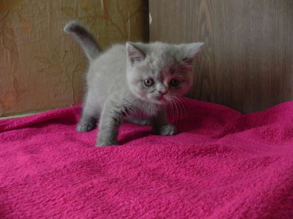 Подарите любимым радость в Москве фото 9