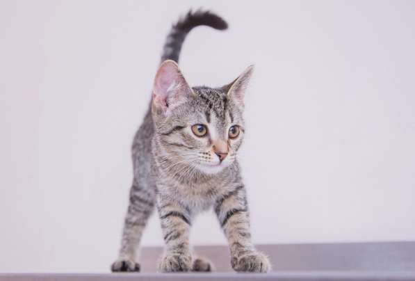 Очаровательная Дарина ждёт своего человека в Москве фото 3