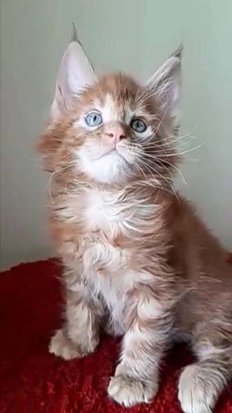 Large red Maine coon в фото 5