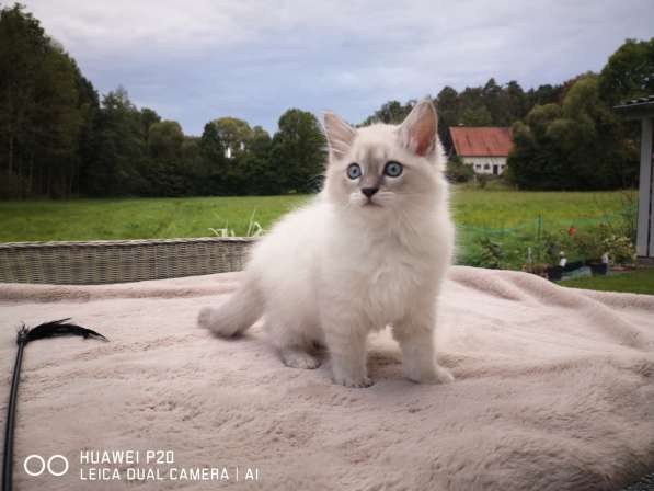 Котёнок Невский Маскарадный в фото 8
