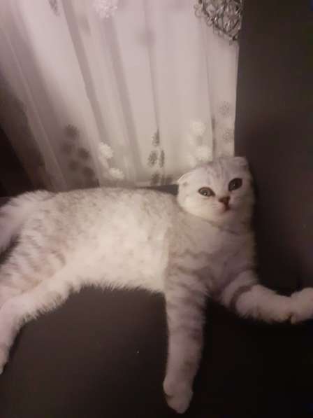 Британские котята в фото 19