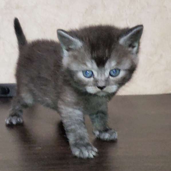 Продам шотландского котика в 