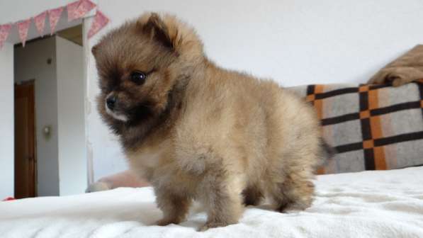Померанский шпиц - медвежий тип в фото 20