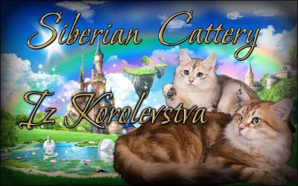 Сибирские котята в Апрелевке фото 9
