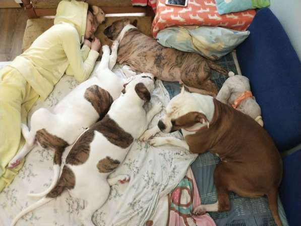 Продам щенка щенков Американского Бульдога FCI в фото 13