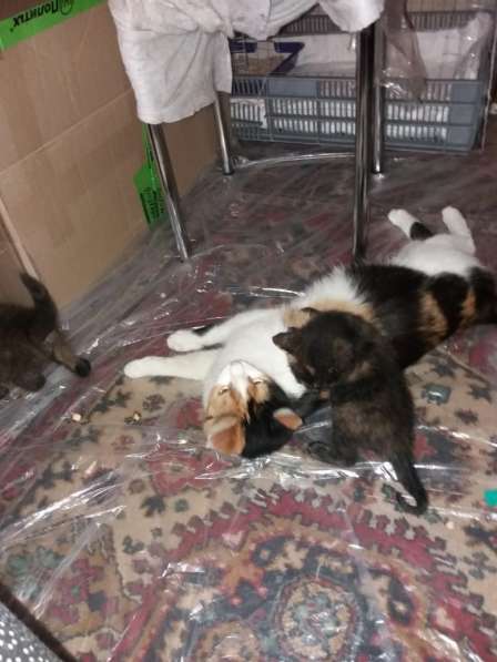 Два котенка девочки в поисках дома в Малаховке фото 4