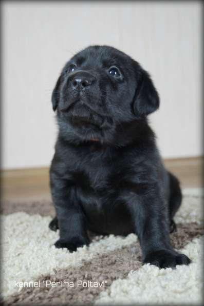 Щенки лабрадора ретривера от чемпионов! в фото 18