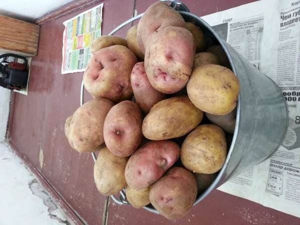 Экологически чистый картофель в Томске