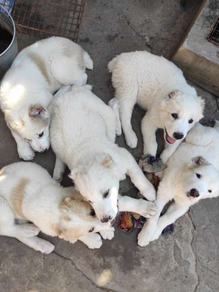 Продаются щенки среднеазиатской овчарки в фото 4