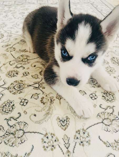 Продажа породистых щенков Хаски в Москве фото 7