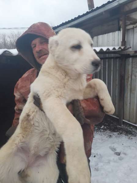 САО алабай щенки