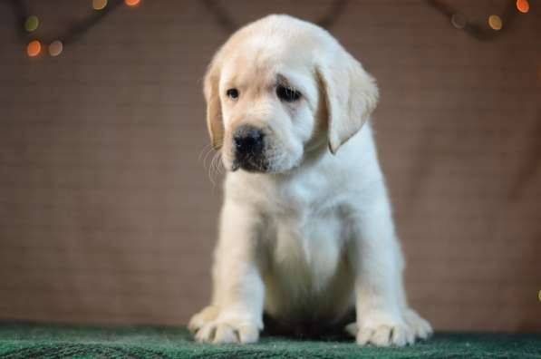 Щенки лабрадора ретривера в фото 14