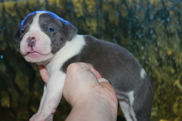 Шикарные милые щенки Амстаффа 2 месяца ркф в Москве фото 12