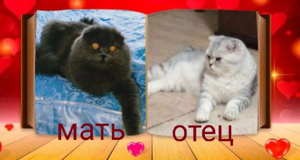 Котята шотландской вислоухой в Краснодаре фото 3