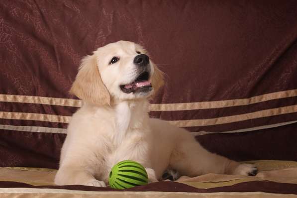 Продается девочка золотистого ретривера в Москве фото 3