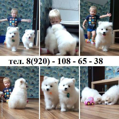 Щеночки самоедкой лайки в Гаврилов-яме