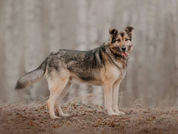 Дружелюбный Денвер ищет семью в Москве фото 25
