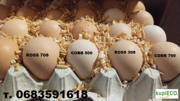 Купить инкубационное яйцо в 