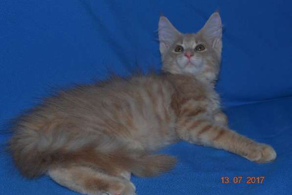 Великолепные котята мейн-кун из питомника в Волгограде фото 258