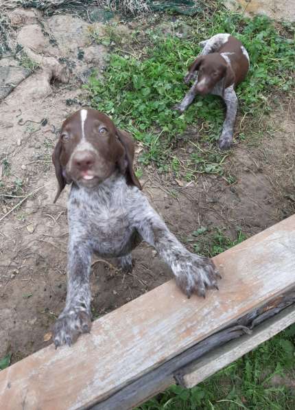 Чистокровный Курцхаар в Москве фото 4