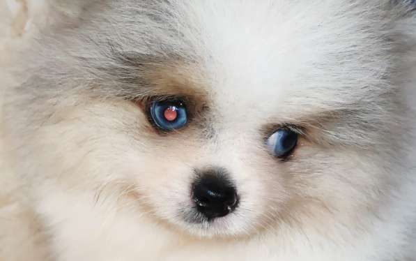Pomeranian Boo rare color в 