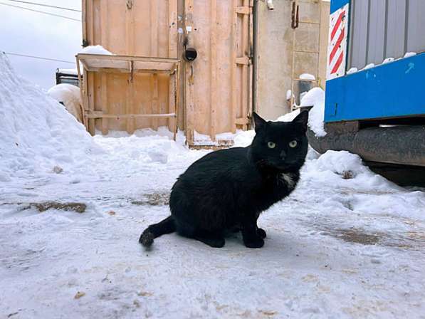 Очень красивые котята срочно ищут дом в Москве фото 7