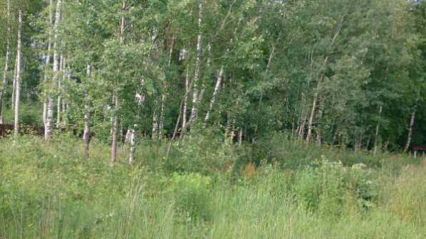 Участок в Ногинске фото 5