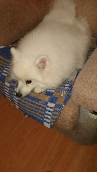 Японский шпиц. Девочка в Екатеринбурге фото 9